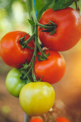 Rani Sati Creation tomato Seed(145 per packet)