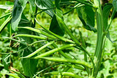 XOLDAA CLUSTER BEANS SEEDS Seed(55 per packet)