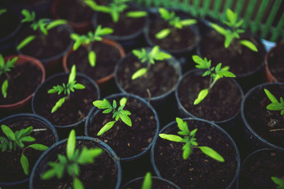 the green dotcom VNR Fresh Tamato Vegetable Hybrid Seed(50 per packet)