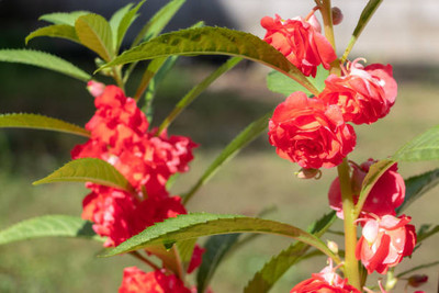 XOLDAA BALSAM FLOWER SEEDS Seed(30 per packet)