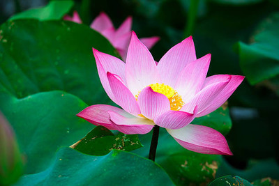 BDSresolve lotus,kamal gatta Seed(10 per packet)
