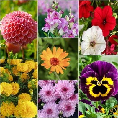 ibains All seasons flower seeds Seed(90 per packet)