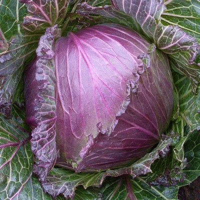 CYBEXIS January King Cabbage2000 Seeds Seed(2000 per packet)