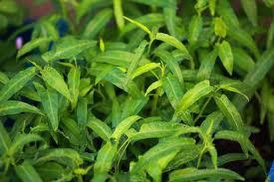 Seedsqlty Water spinach seeds for home garden Seed(500 per packet)