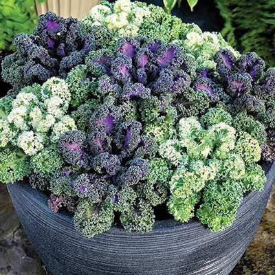 Aywal Ornamental Cabbage / kale Mix Heirloom Flower Seed(90 per packet)