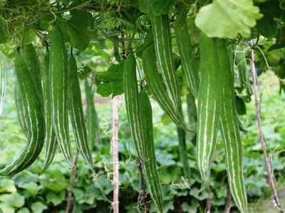 AMAJIT Hybrid Snake gourd/Chichinga/Pudalangai/Chillatai seeds for Home gardening(10) Seed(10 per packet)