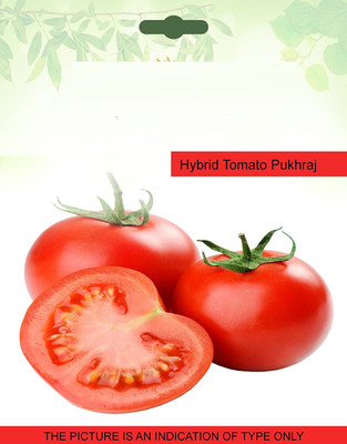 CYBEXIS Hybrid Tomato Pukhraj2000 Seeds Seed(2000 per packet)