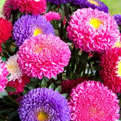 Lorvox Aster Mixed Hybrid Imported Flower Seed(150 per packet)