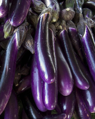 BDSresolve F1 brinjal seeds PACK OF 189 Seed(189 per packet)