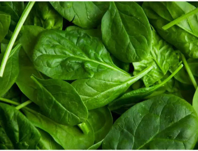 MYLAWN Spinach Vegetables Seed(2000 per packet)