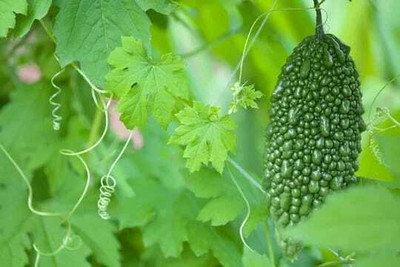 XOLDAA F1 BEST QUALITY BITTER GOURD SEEDS Seed(15 per packet)