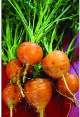 CYBEXIS French Round Imported Carrot Variety4000 Seeds Seed(4000 per packet)