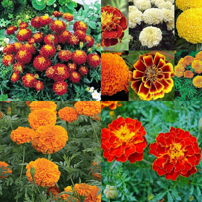 ibains Marigold flower seeds mix colour 59 Seed(59 per packet)
