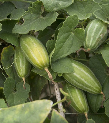 BJUBAS Pointed Gourd Live Plant For Planting pack of 32 Seed(32 per packet)