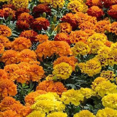 VibeX XLL-86 - Super Hero Mix Marigold - (2250 Seeds) Seed(2250 per packet)