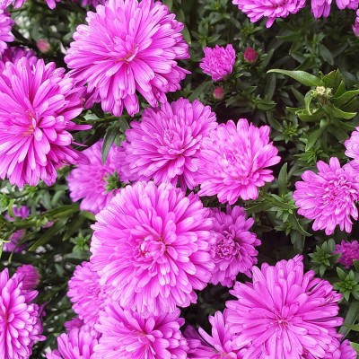 Aywal Aster Princess Mixed Flower Seed(80 per packet)