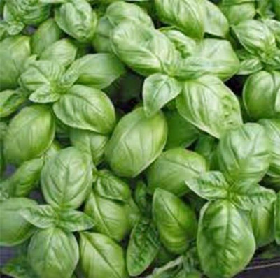 WILLVINE Lemon Basil Seed-[200 Seeds] Seed(200 per packet)
