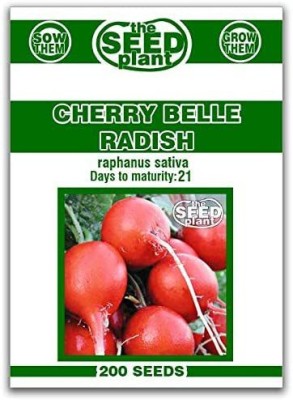 CYBEXIS NDIR-68 - Cherry Belle Radish - (750 Seeds) Seed(750 per packet)