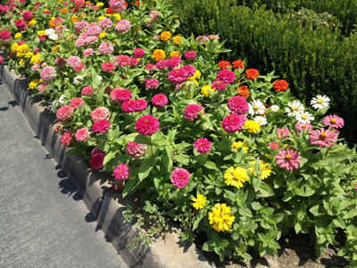 GREENSEA Mixed Colour Zinnia Flower Seed(29 per packet)