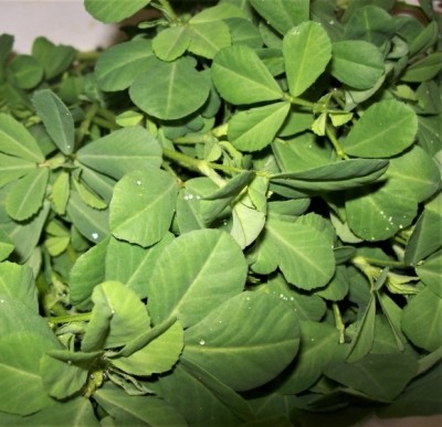 Quentova METHI Fenugreek Desi ( (मैथी )-LXI-6B Seed(200 per packet)