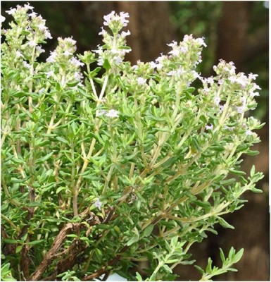 VibeX NDIR-17 - Thyme Thymus vulgaris - (150 Seeds) Seed(150 per packet)