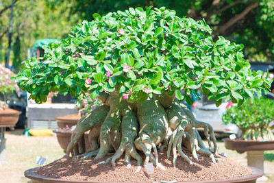 Qualtivate LX-680 True Desert Rose Seeds Seed(30 per packet)