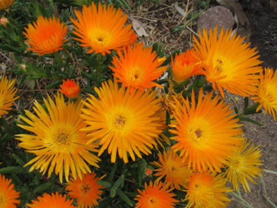 CYBEXIS Orange Ice Plant Mesembryanthemum Seed(50 per packet)