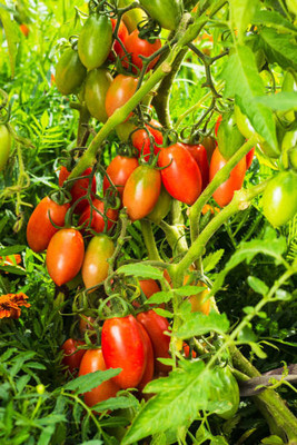 ENTENT tomato Seed(135 per packet)