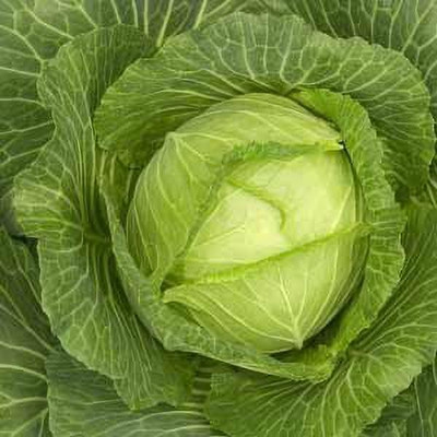MKR Enterprises Cabbage Seed(250 per packet)