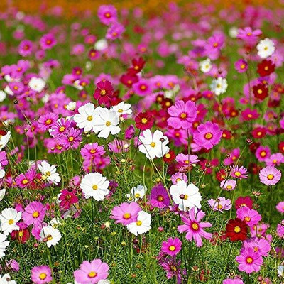 Epazo Double Click Cranberries' Seeds. Cosmos Cranberries Seed(40 per packet)