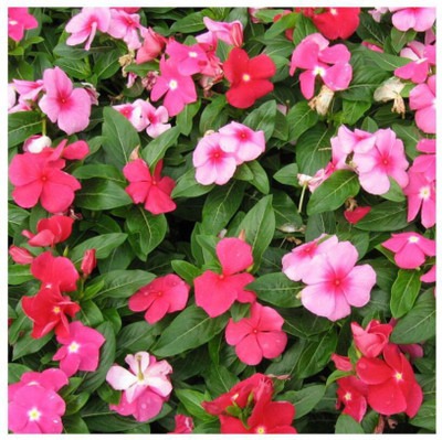 CORUS Vinca Mixed Hybrid Flower Seed(150 per packet)