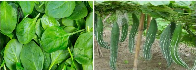 STOREFLIX spinach - snake gourd Seed(100 per packet)