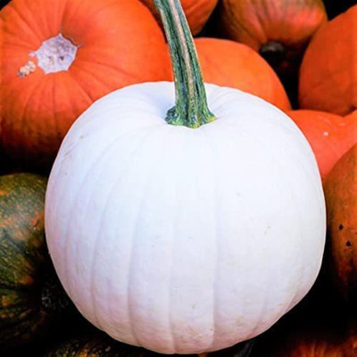 VibeX ® LXI-643 Casper White Pumpkin Seeds Seed(50 per packet)