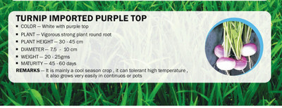 CYBEXIS TURNIP IMPORTED PURPLE TOP(250 Seeds) Seed(250 per packet)