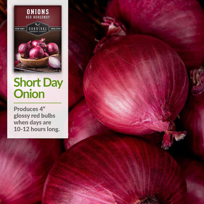 WILLVINE PUSA -XII Red Burgundy Onion Seeds [1g] Seed(750 per packet)
