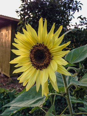 CYBEXIS PAU-11 - Lemon Queen Sunflower - (1350 Seeds) Seed(1350 per packet)