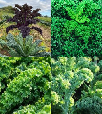 ibains Kale seeds for microgreens bij 16 Seed(16 per packet)