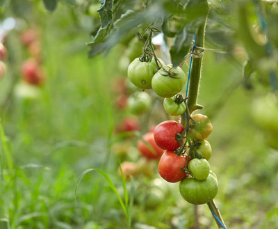 Fabkart tomato Seed(30 per packet)