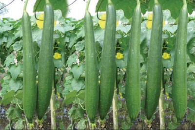 Biosnyg Heirloom VRN Sponge Gourd for Home & Terrace Gardening (100 Seeds) Seed(100 per packet)