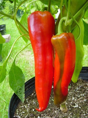 KNESSiN Giant Chilli Aconcagua, Capsicum Annuum, Sweet-{800 Seeds} Seed(800 per packet)