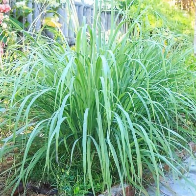 CYBEXIS NBIR-59 - Fever Grass Cymbopogon Citratus - (250 Seeds) Seed(250 per packet)