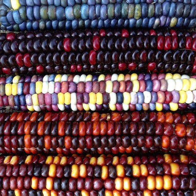 WILLVINE XLR-491 Wayland Chiles Painted Mountain Corn Seed(500 per packet)