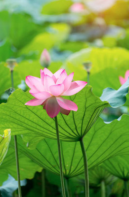 Herbex lotus,kamal gatta Seed(11 per packet)