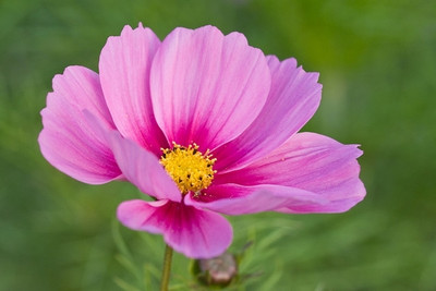 ZIXA Cosmos bipinnatus Seed(30 per packet)