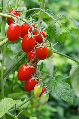 zabbus tomato Seed(150 per packet)