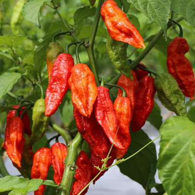 CYBEXIS F30Bhoot Jholakia Ghost Chilli1200 Seeds Seed(1200 per packet)