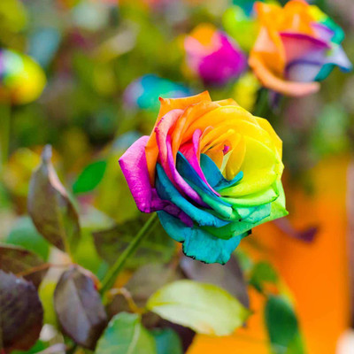 VibeX ® XLR-264 Rainbow Rose Fragrant Flower Seeds Seed(50 per packet)