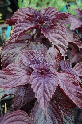 CYBEXIS VVI-89 - Red Shiso Herb Perilla - (2250 Seeds) Seed(2250 per packet)