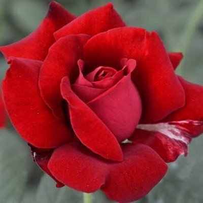 Qualtivate PUAS-3A Red Roses for Planting Seed(25 per packet)