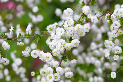 Bahan gypsophila flower Seed(50 per packet)